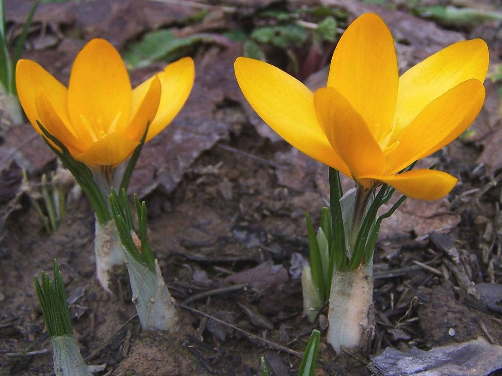 Crocus aureus